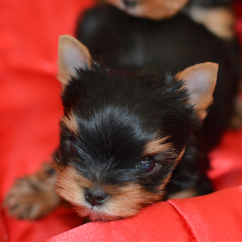 Small Male Puppy